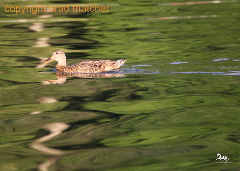 BG4E0807 copy