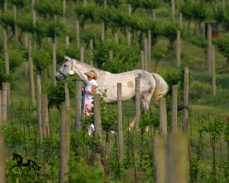 IMG_1973e