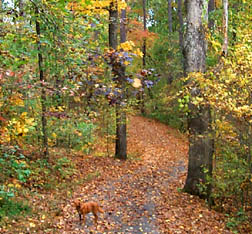 Fall colors