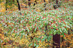 dogwood red berries