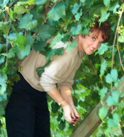 Laura picking grapes