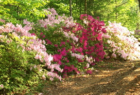 Azaleas on trail